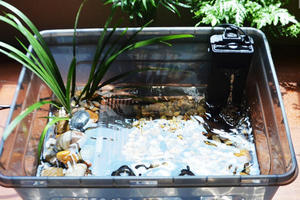 金钱龟怎么养殖及防治病害,适当晒背有助于杀菌消毒