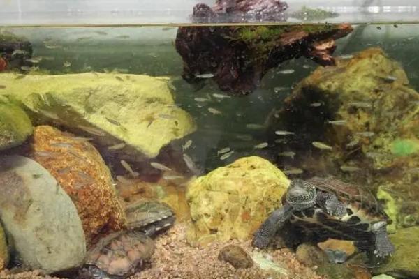 金钱龟怎么养殖及防治病害,适当晒背有助于杀菌消毒