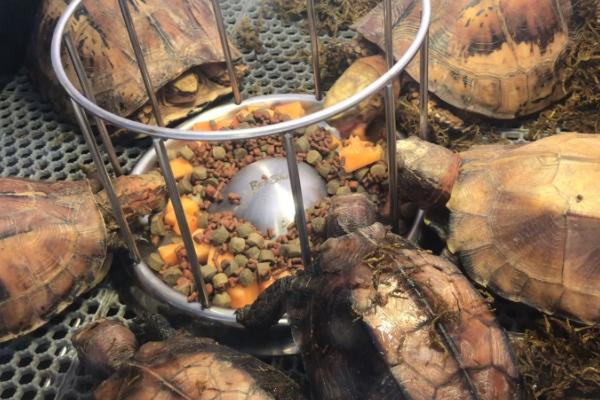 金钱龟怎么养殖及防治病害,适当晒背有助于杀菌消毒