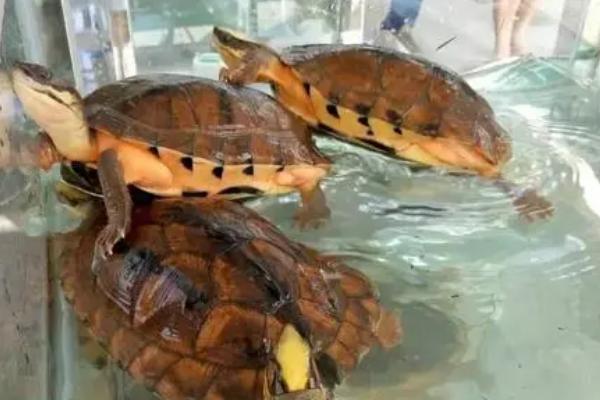 金钱龟怎么养殖及防治病害,适当晒背有助于杀菌消毒