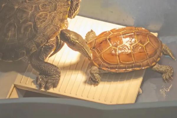 金钱龟怎么养殖及防治病害,适当晒背有助于杀菌消毒