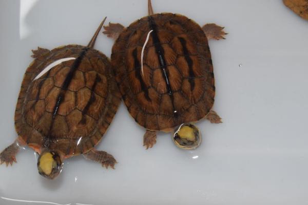 金钱龟怎么养殖及防治病害,适当晒背有助于杀菌消毒