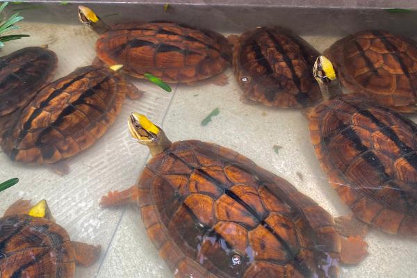 金钱龟怎么养殖及防治病害,适当晒背有助于杀菌消毒