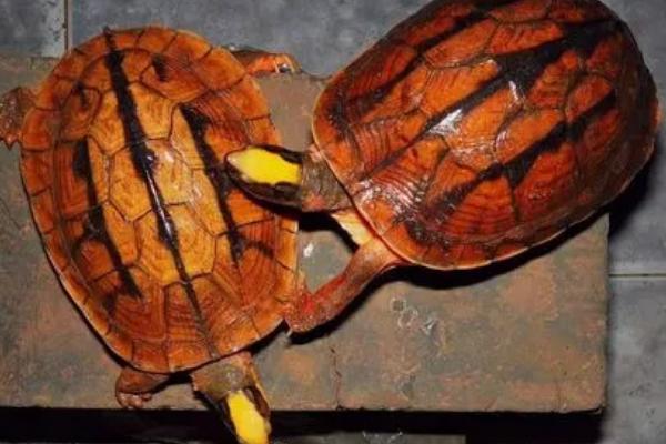 金钱龟怎么养殖及防治病害,适当晒背有助于杀菌消毒