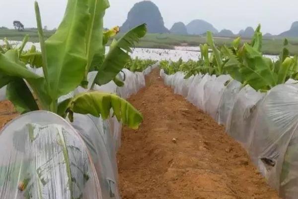 种植香蕉怎么保温,果实套袋可避免低温冻害