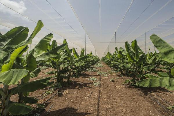 种植香蕉怎么保温,果实套袋可避免低温冻害