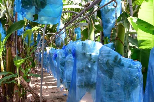 种植香蕉怎么保温,果实套袋可避免低温冻害