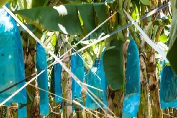 种植香蕉怎么保温,果实套袋可避免低温冻害