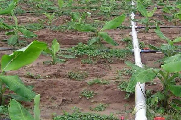 种植香蕉怎么保温,果实套袋可避免低温冻害