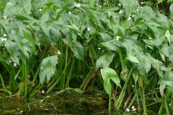 慈姑的种植方法,每年立春前后选种培育
