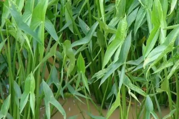 慈姑的种植方法,每年立春前后选种培育