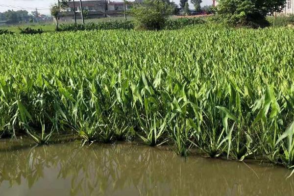 慈姑的种植方法,每年立春前后选种培育