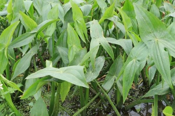 慈姑的种植方法,每年立春前后选种培育