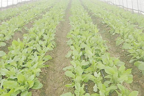 莴笋秋季种植要点,间苗后要施肥促壮苗