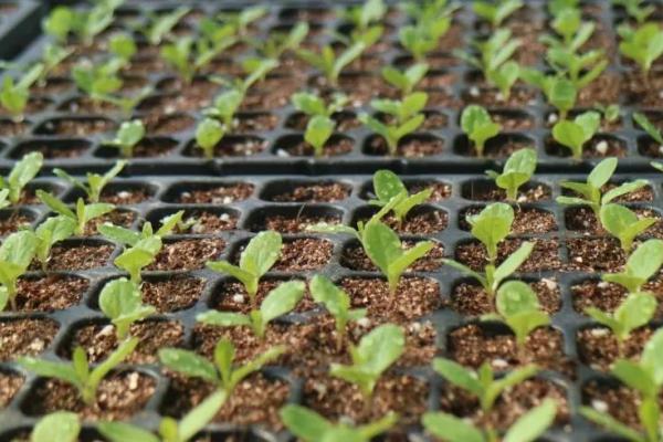 莴笋秋季种植要点,间苗后要施肥促壮苗