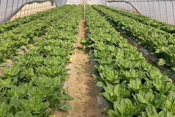 莴笋秋季种植要点,间苗后要施肥促壮苗