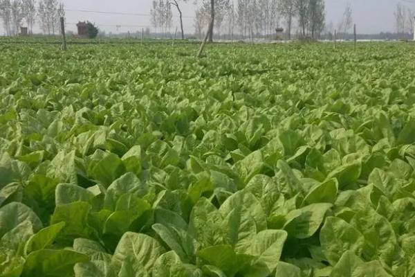 莴笋秋季种植要点,间苗后要施肥促壮苗