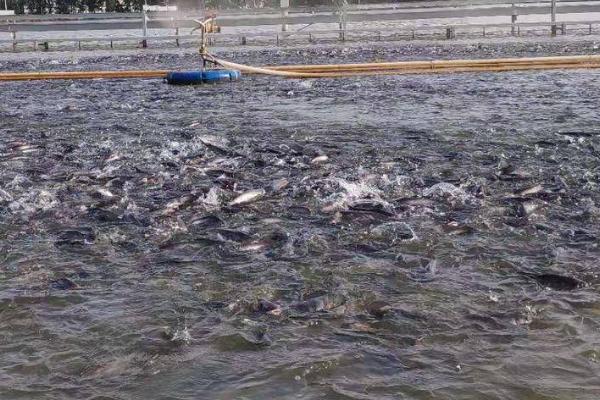 鮰鱼的养殖方法,弱碱性的水质利于它生长