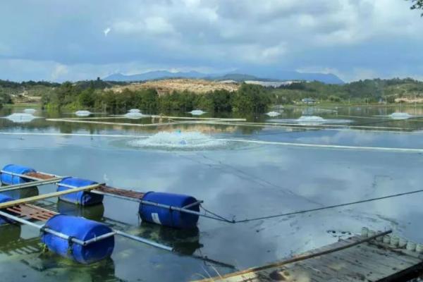 鮰鱼的养殖方法,弱碱性的水质利于它生长