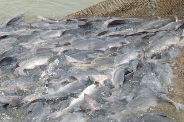 鮰鱼的养殖方法,弱碱性的水质利于它生长