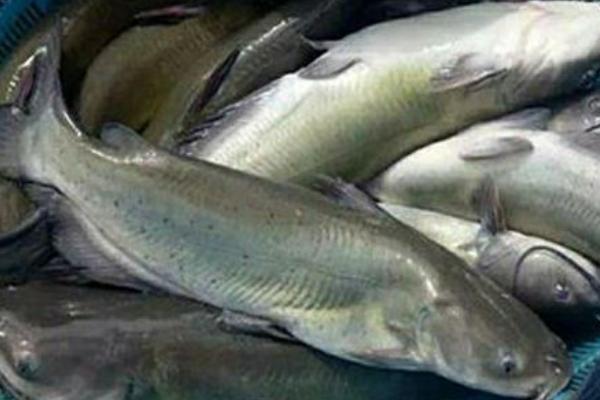 鮰鱼的养殖方法,弱碱性的水质利于它生长