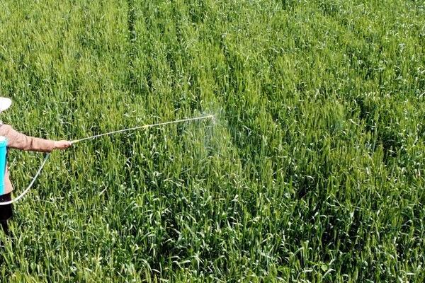 甲维盐可以防治什么害虫,对鳞翅目和双翅目害虫的效果较好