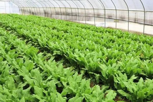 莴笋秋季种植要点,间苗后要施肥促壮苗