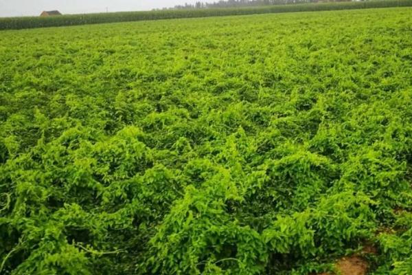 山药后期管理方法，立冬前要开始采收