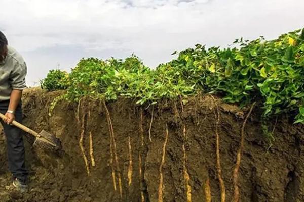 山药后期管理方法，立冬前要开始采收