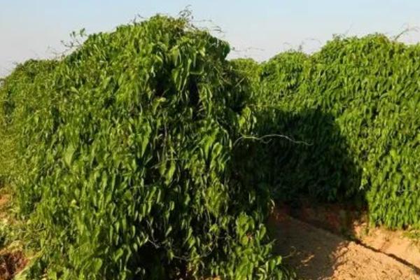 山药后期管理方法，立冬前要开始采收