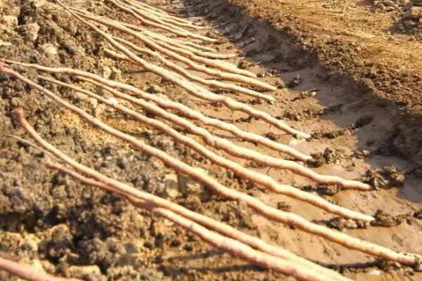 山药后期管理方法，立冬前要开始采收