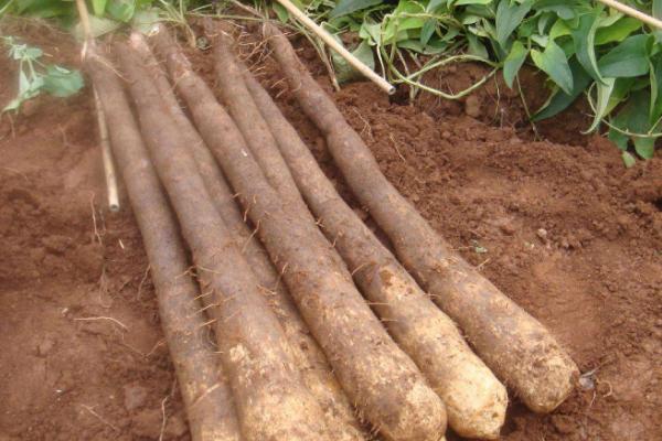 山药后期管理方法，立冬前要开始采收