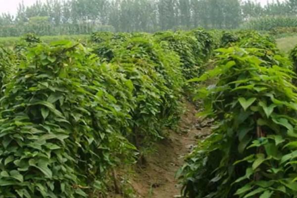 山药后期管理方法，立冬前要开始采收