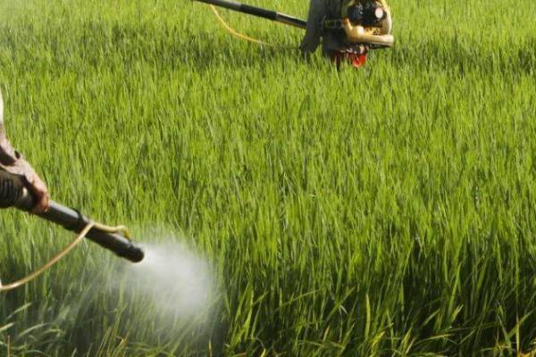 噻虫嗪的防治对象及用法，防治水稻飞虱、苹果蚜虫等效果好