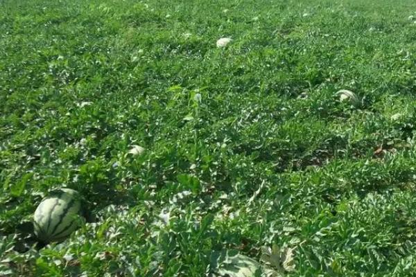 西瓜的种植时间和方法，品种不同种植时间不同