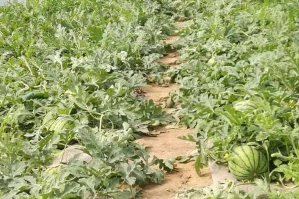 西瓜的种植时间和方法，品种不同种植时间不同