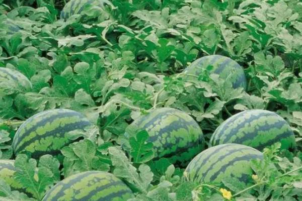 西瓜的种植时间和方法，品种不同种植时间不同