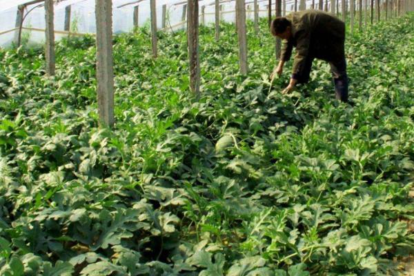 西瓜的种植时间和方法，品种不同种植时间不同