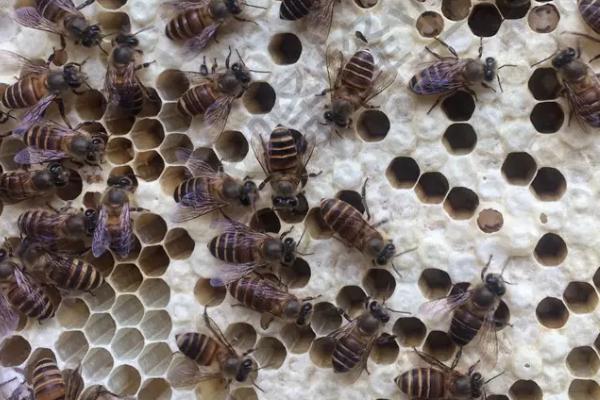 巢虫净简介,是专门为巢虫研制的杀虫剂