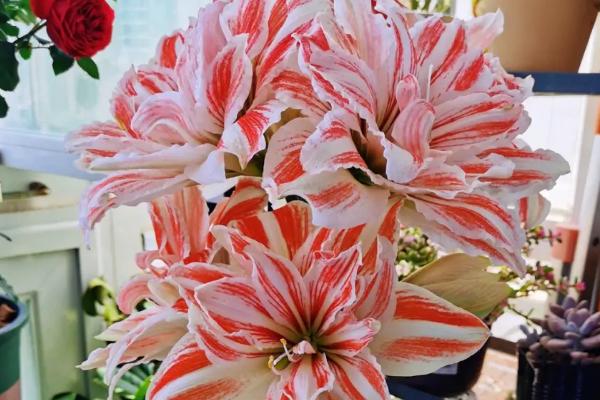 怎么养殖朱顶红,夏季要避免强光直射