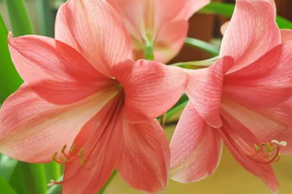 怎么养殖朱顶红,夏季要避免强光直射