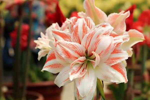 怎么养殖朱顶红,夏季要避免强光直射