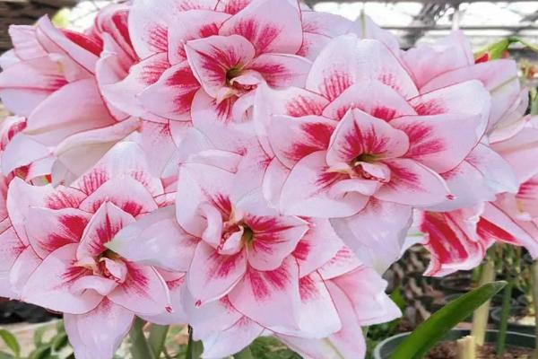 怎么养殖朱顶红,夏季要避免强光直射