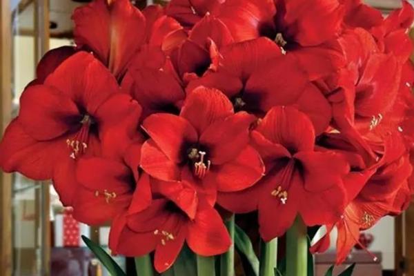 怎么养殖朱顶红,夏季要避免强光直射