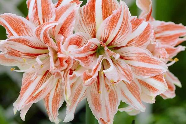 怎么养殖朱顶红,夏季要避免强光直射