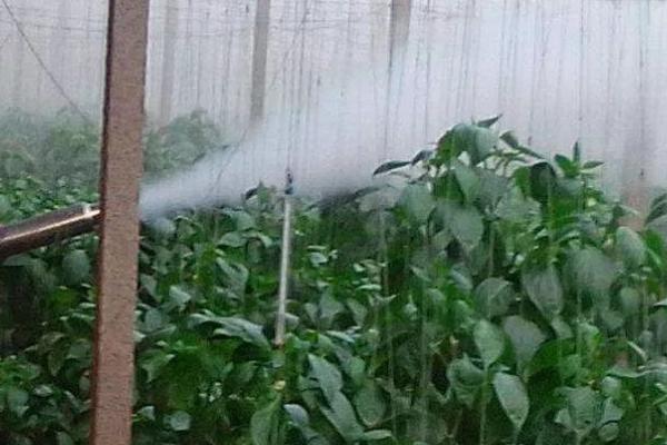 如何选用蔬菜剂，生产无公害蔬菜禁用高毒农药