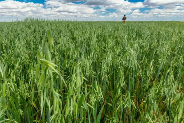 燕麦种植注意事项,暴晒种子可提高发芽率