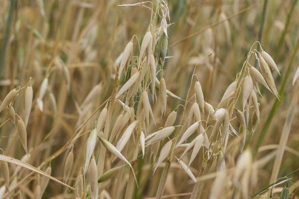 燕麦种植注意事项,暴晒种子可提高发芽率