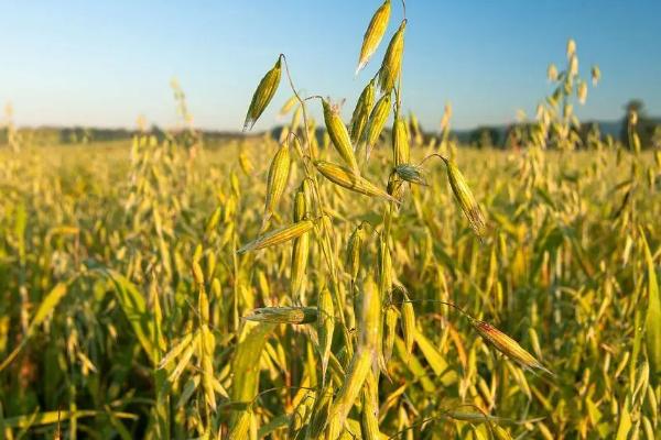 燕麦种植注意事项,暴晒种子可提高发芽率