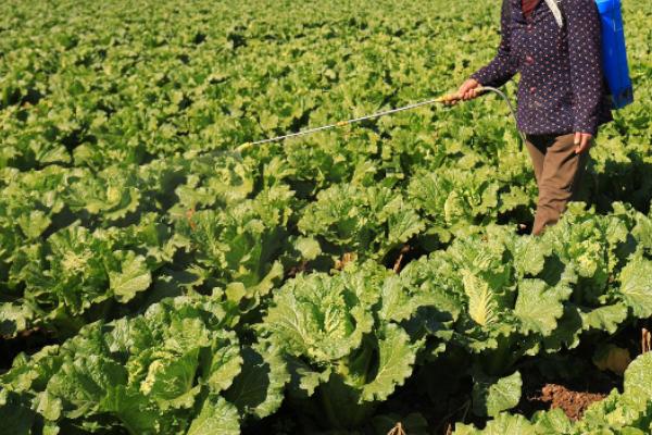 大白菜包心期怎么管理，包心程度差的地块要增施肥料